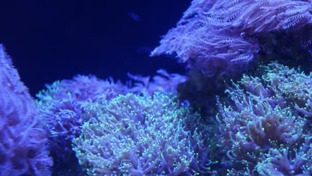 Coraux mous en aquarium. Closeup Anthelia et Euphyllia corals in clean blue water. vie sous-marine marine. Violet fond naturel, espace de copie sélectif, espèces en voie de disparition, réchauffement climatique. — Video