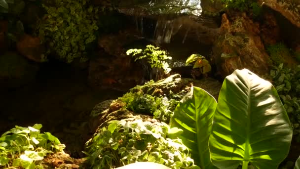 Tropische Pflanzen und Wasserfall in einem schönen Garten. Verschiedene grüne tropische Pflanzen wachsen in der Nähe einer kleinen Wasserkaskade mit Süßwasser an sonnigen Tagen in einem erstaunlichen Garten. — Stockvideo