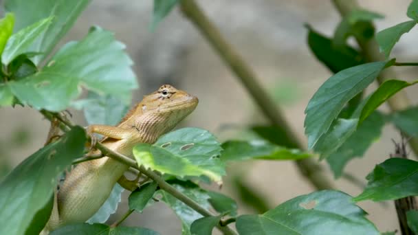 Eine kleine exotische Blutsauger-Eidechse sitzt inmitten üppig grünen Laubes, Dschungel in den Tropen, natürlicher Hintergrund mit Reptilien. außergewöhnliches Leben im Wald, kaltblütiges Tier — Stockvideo