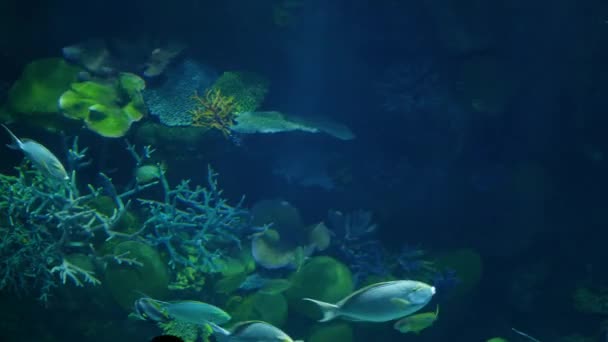 School van vis van verschillende soorten die zwemmen in de schone blauwe water van groot aquarium. Mariene tropische onderwaterleven natuurlijke achtergrond — Stockvideo