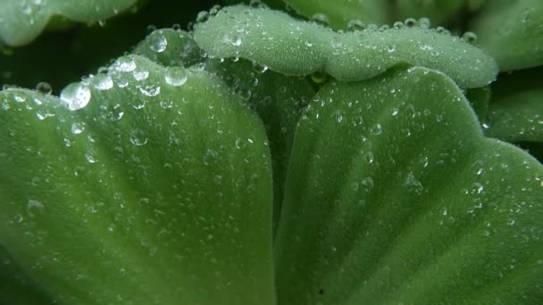 Gotas de água em folhas de fábrica. De cima feche folhas da fábrica verde com baixas de água fresca limpa . — Vídeo de Stock