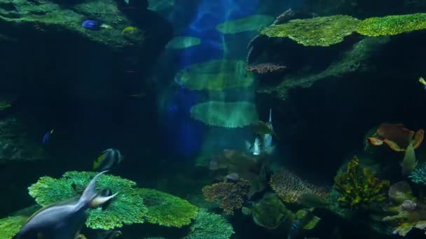 Çeşitli türlerin büyük akvaryum temiz mavi suda yüzen balık sürüsü. Deniz sualtı tropikal yaşamı doğal arka plan — Stok video