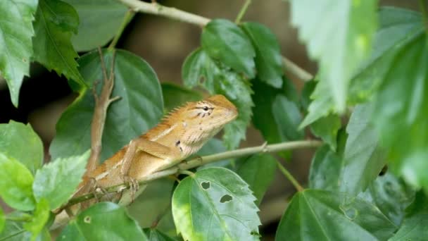 Маленькая экзотическая ящерица-кровосос сидит посреди пышной зеленой листвы, джунгли в тропиках, естественный фон с рептилиями. необыкновенная необычная жизнь в лесу, хладнокровное животное — стоковое видео