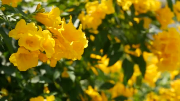 Красиві жовті квіти в пучках на гілках куща. Натуральний квітковий фон. Весняний настрій, сонячний і яскравий контраст кольорів, тропічні екзотичні рослини з зеленим листям з раю . — стокове відео