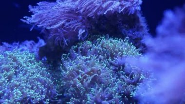 Akvaryumdaki yumuşak mercanlar. Yakın plan Anthelia ve Euphyllia mercanları temiz mavi suda. Deniz altı yaşamı. Violet doğal arka plan, kopyalama alanı seçici odak, nesli tükenmekte olan türler, küresel ısınma.