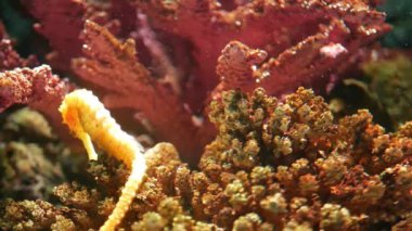 Mercan akvaryum ortasında deniz atı. Portre sarı deniz atı Yüzme temiz akvaryum su harika mercan yakınındaki. Deniz sualtı tropikal yaşamı doğal arka plan