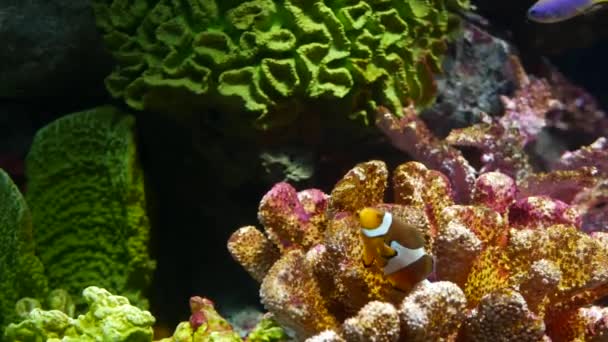 Clownfish in de buurt van koraal in het aquarium. Kleine anemoonvis zwemmen in de buurt van verschillende majestueuze koralen op zwarte achtergrond in aquariumwater. Mariene tropische onderwaterleven natuurlijke achtergrond — Stockvideo