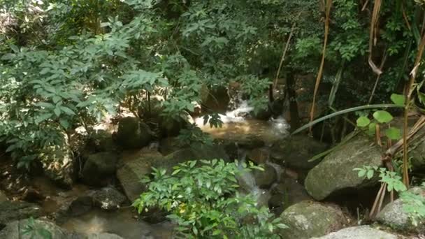 Tropische planten en cascade in een prachtige tuin. Diverse groene tropische planten groeien in de buurt van kleine waterval met zoet water op zonnige dag in verbazingwekkende tuin. — Stockvideo