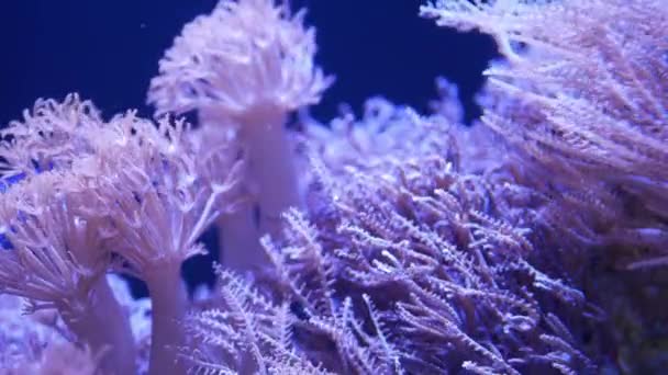 Corales blandos en el acuario. Primer plano Corales Anthelia y Euphyllia en agua azul limpia. vida marina submarina. Fondo natural violeta, enfoque selectivo del espacio de copia, especies en peligro de extinción, calentamiento global. — Vídeo de stock