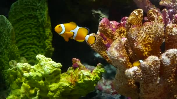 Clownfish in de buurt van koraal in het aquarium. Kleine anemoonvis zwemmen in de buurt van verschillende majestueuze koralen op zwarte achtergrond in aquariumwater. Mariene tropische onderwaterleven natuurlijke achtergrond — Stockvideo