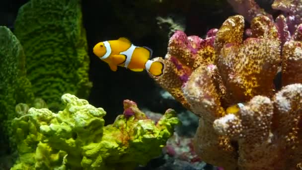 Pesce pagliaccio vicino al corallo in acquario. Piccoli pesci pagliaccio nuotano vicino a vari maestosi coralli su sfondo nero in acqua dell'acquario. Vita marina subacquea tropicale sfondo naturale — Video Stock