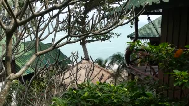 Cabane frumoase lângă copacul tropical. Colibele minunate ale unui mic sat situat în jurul unui copac tropical uimitor în ziua însorită din junglă. Viața verde. Satul exotic Thailand. Trăind în natură — Videoclip de stoc