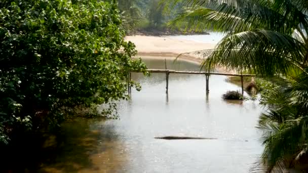 Река между тропическими лесами на берегу моря. Река между экзотическими деревьями возле песчаного пляжа моря в солнечный день . — стоковое видео