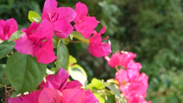 Flores en los arbustos en el jardín. Primer plano flores blancas y rosadas sobre arbustos verdes en el parque sobre fondo borroso . — Vídeo de stock