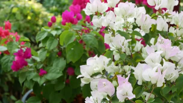 Blumen an Sträuchern im Garten. Nahaufnahme weiße und rosa Blüten auf grünen Sträuchern im Park auf verschwommenem Hintergrund. — Stockvideo