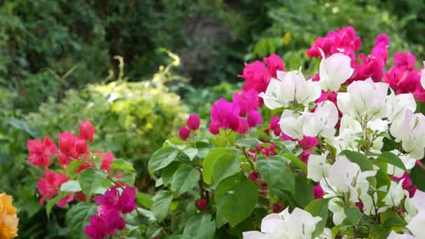 Bloemen op struiken in de tuin. Close-up witte en roze bloemen op groene struiken in Park op onscherpe achtergrond. — Stockvideo