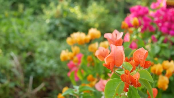 Flores en los arbustos en el jardín. Primer plano flores blancas y rosadas sobre arbustos verdes en el parque sobre fondo borroso . — Vídeos de Stock