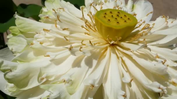 Bílý lotosový květ se zelenými listy v jezírku. Krásná bílá lotosový květ jako symbol buddhismu vznášející se na vodě rybníka za slunečného dne. Buddhistické náboženství.