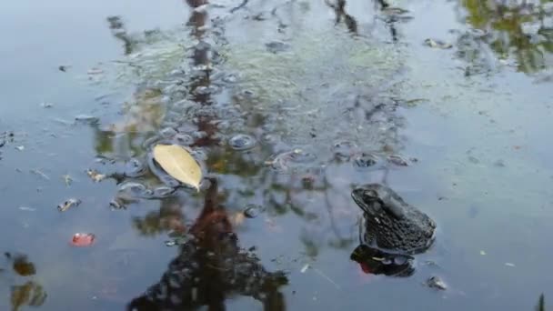 蛤蟆在平静的池塘里小蛤蟆坐在自然界宁静的池塘里，在起泡的水中。野生动物. — 图库视频影像