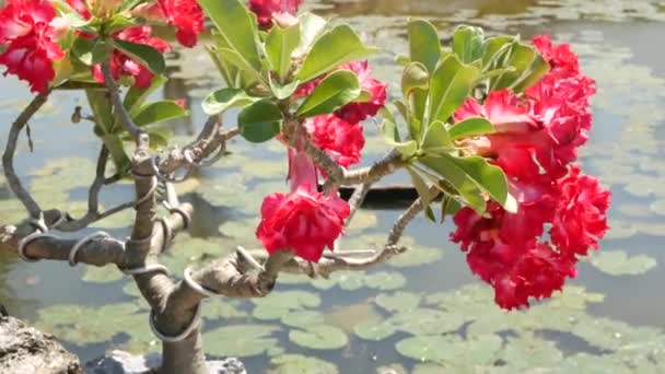 Blooming bonsai tree near pond. Beautiful small bonsai tree with red flowers growing near calm pond with waterlilies in thai style oriental traditional garden on sunny day — Stock Video