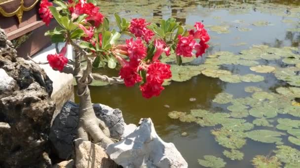 Árbol de bonsái floreciente cerca del estanque. Hermoso pequeño árbol de bonsái con flores rojas creciendo cerca de estanque tranquilo con nenúfares en estilo tailandés jardín tradicional oriental en el día soleado — Vídeos de Stock