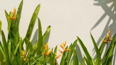 Duvara yakın büyüyen güzel Strelitzia çiçeği. Güneşli bir günde düz bina beyaz duvar yakınında büyüyen cennet çiçeklergüzel kuş. Kopyalama alanı ile çiçek arka plan.