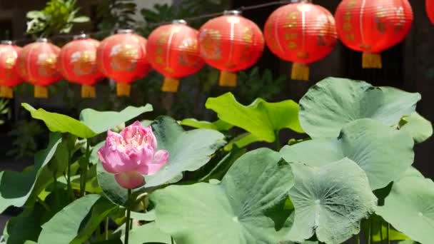 Röda papperslampor hängande i templet gård på solig dag mellan saftiga grönska i orientaliska landet. traditionell kinesisk nyår dekoration. Rosa lotus blomma med gröna blad som symbol för buddhismen. — Stockvideo