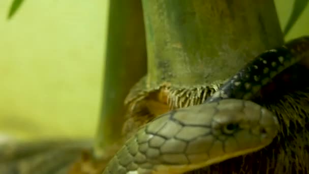 Serpente velenoso maestoso con pelle a strisce chiare. Bellissimo re monoclasta cobra su roccia in gabbia terrario — Video Stock