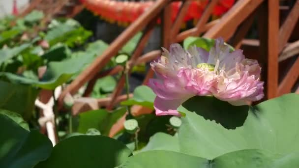 Rosa lotusblomma med gröna blad i dammen. Vacker delvis vit lotusblomma som symbol för buddhismen flyter på dammen vatten på solig dag. Buddhistisk religion. Blommig bakgrund. — Stockvideo