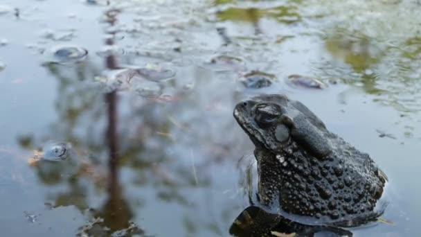 Sakin gölette kurbağa. Doğadaki sakin göletin köpüren sularında oturan küçük kurbağa. Vahşi yaşam. — Stok video