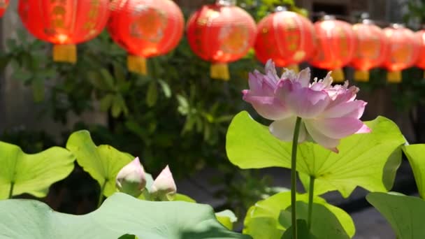 Rode papieren lantaarns opknoping in tempel tuin op zonnige dag tussen sappig groen in oosters land. traditionele Chinese nieuwjaar decoratie. Roze lotusbloem met groene bladeren als symbool van het boeddhisme. — Stockvideo