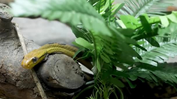 Majestätische Giftschlange mit dunkelgrüner Haut. Schöne Hundezahn-Katzenaugen-Schlange mit n Felsen im Terrarienkäfig zwischen Grün — Stockvideo