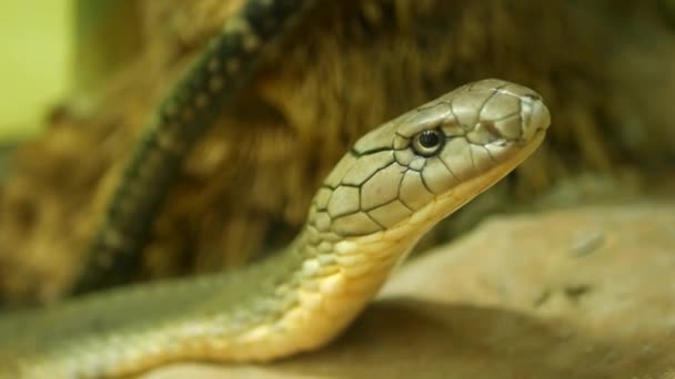 Cobra venenosa majestosa com pele listrada clara. Bela cobra rei Monocled na rocha em gaiola terrário — Vídeo de Stock
