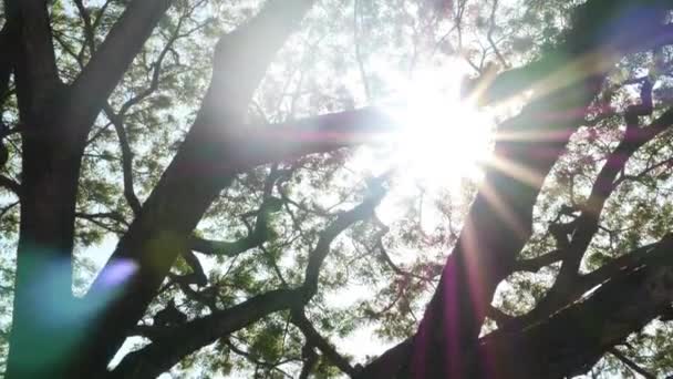 Sol brilhante atrás de galhos de árvores. Vigas de sol brilhante brilhando através de folhas e ramos de árvores . — Vídeo de Stock