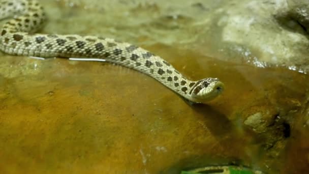 Majestueuze giftige slang met vlekkerige huid. Mooie reptiel met gevlekte huid op rots in terrarium kooi — Stockvideo