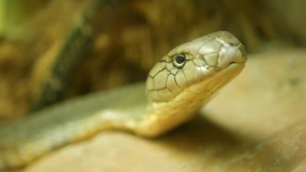Fenséges mérgező kígyó világos csíkos bőrrel. Gyönyörű monoklid királykobra a sziklán a terrárium ketrecében