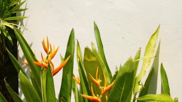 Vacker Strelitzia blomma växer nära Wall. Pretty Bird of Paradise blommor växer nära Plain Building White Wall på solig dag. Blommig bakgrund med kopierings utrymme. — Stockvideo