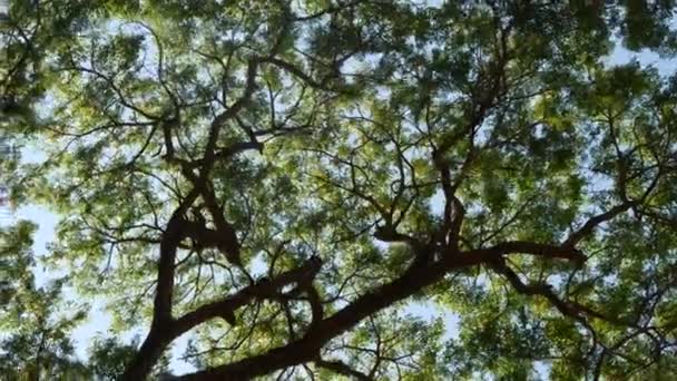 Fényes nap mögött fa ágak. Sugara fényes nap átsütött levelek és ágak fák. — Stock videók