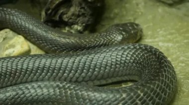 Koyu tenli görkemli zehirli yılan. Teraryum kafeste kayaların üzerinde siyah derili güzel tek gözlü kral kobra.