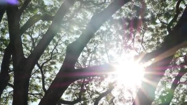 Sol brilhante atrás de galhos de árvores. Vigas de sol brilhante brilhando através de folhas e ramos de árvores . — Vídeo de Stock
