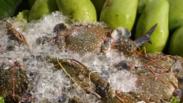 Papaye fraîche et crabes pour la salade. Bouquet de papayes mûres et crabes réfrigérés crus pour la salade épicée traditionnelle Thai Som Tam dans la glace. — Video