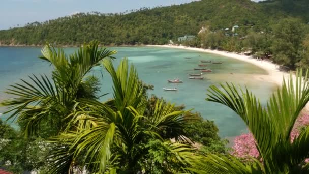 Boten in de buurt van kust van het eiland. Traditionele kleurrijke vissersboten drijven op rustig blauw water in de buurt van witte zandkust van tropische exotische paradijs eiland. Uitzicht door groene palmbladeren. Koh Phangan — Stockvideo