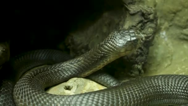 Serpente velenoso maestoso dalla pelle scura. Bellissimo re cobra monocolo con pelle nera su roccia in gabbia terrario — Video Stock