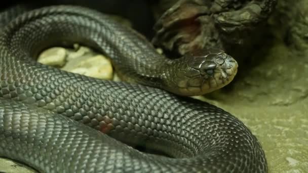 Majestatyczny jadowity wąż z ciemną skórą. Piękny Monokled kobra króla z czarną skórą na skale w klatce terrarium — Wideo stockowe