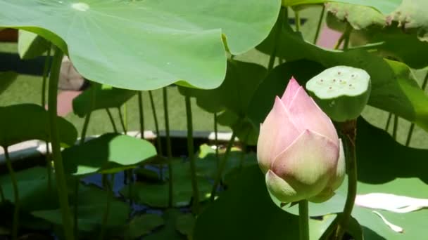 Rosa Lotusblüte mit grünen Blättern im Teich. Schöne teilweise weiße Lotusblume als Symbol des Buddhismus, die an sonnigen Tagen auf dem Teichwasser schwimmt. Buddhistische Religion. Floraler Hintergrund. — Stockvideo
