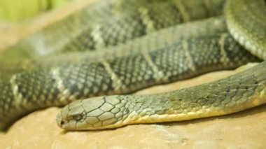 Açık çizgili, görkemli zehirli bir yılan. Güzel tek gözlü kral kobra teraryum kafeste kayanın üzerinde