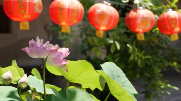 Czerwone lampiony papierowe wiszące na dziedzińcu świątyni w słoneczny dzień pomiędzy soczystą zielenią w orientalnym kraju. tradycyjne chińskie dekoracje noworoczne. Różowy kwiat lotosu z zielonymi liśćmi jako symbol buddyzmu. — Wideo stockowe