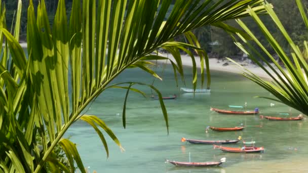 Barcos cerca de la costa de la isla. Barcos pesqueros coloridos tradicionales flotando en aguas azules tranquilas cerca de la costa de arena blanca de la isla tropical exótica paradisíaca. Vista a través de hojas de palma verde. Koh Phangan. — Vídeos de Stock