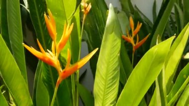 Turuncu ve sarı helikonya, Strelitzia, Cennet Kuşu makro yakın plan, arka planda yeşil yapraklar. Cennet tropikal egzotik çiçekleri yağmur ormanlarında ya da bahçede açar. Yumuşak seçmeli odak, alanı kopyala