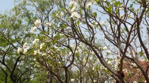 Virágzó fa a keleti kertben. Gyönyörű plumeria fa virágzik fehér virágok a hagyományos kertben ellen felhő nélküli ég napsütéses napon Thaiföldön. thai stílusú tető templom épület. — Stock videók
